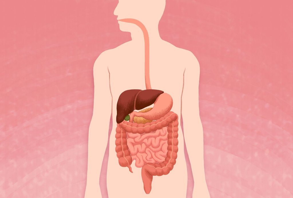 VWH MiraNorian DigestiveTract Recirc 14621cd66d4c490e9fb6c3999e4fe82c